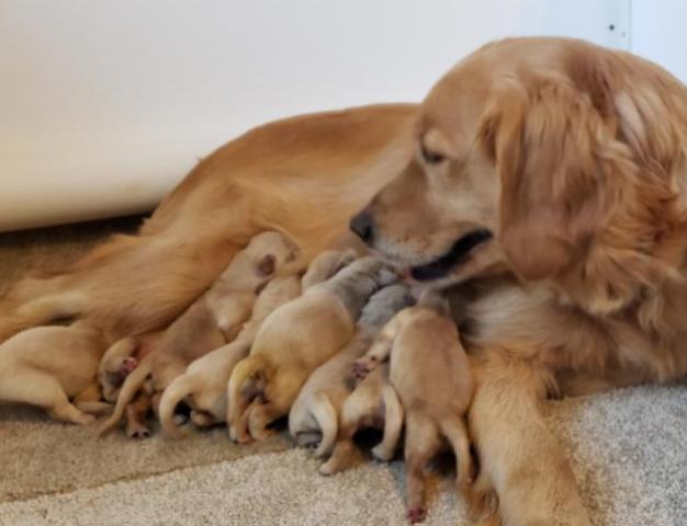 Recently Born Golden Retriever Puppies For Sale